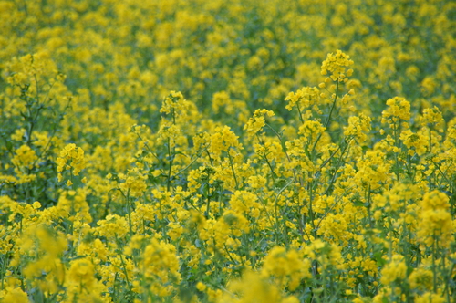 20060319_motherfarmboso_004